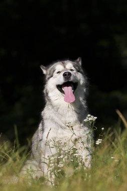 çim Alaskan Malamute cins köpek
