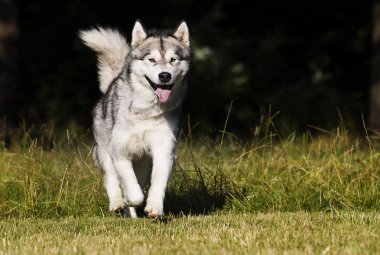 çim Alaskan Malamute cins köpek