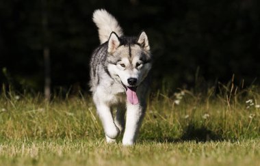 çim Alaskan Malamute cins köpek