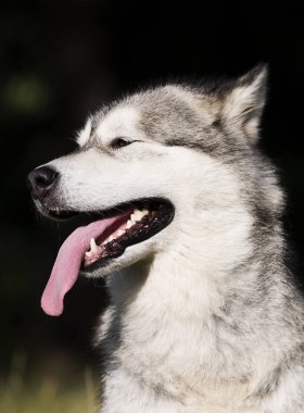 çim Alaskan Malamute cins köpek