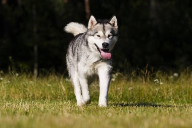 çim Alaskan Malamute cins köpek