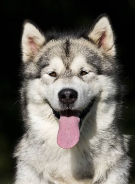 çim Alaskan Malamute cins portre köpek