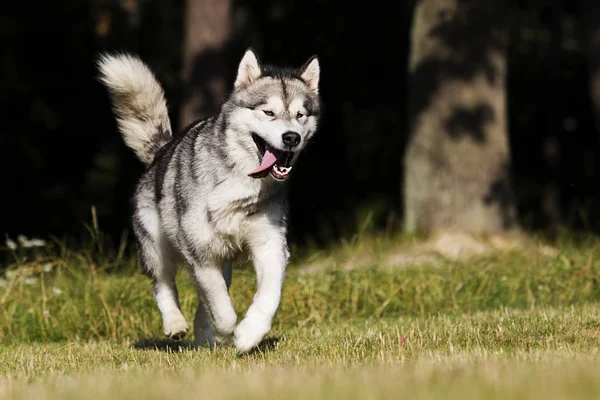 Cão na grama raça Malamute do Alasca — Fotografia de Stock