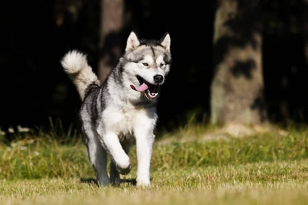 Pies w trawie Alaskan rasy Malamute — Zdjęcie stockowe