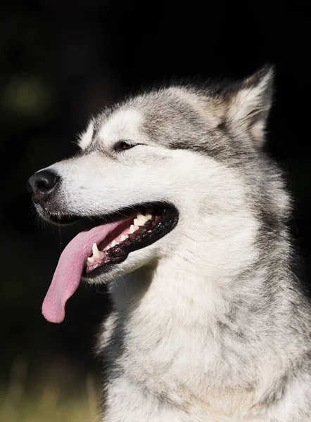 Σκύλος στην Αλάσκα Μαλαμούτ φυλή — Φωτογραφία Αρχείου