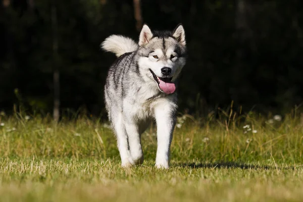 Cão na grama raça Malamute do Alasca — Fotografia de Stock