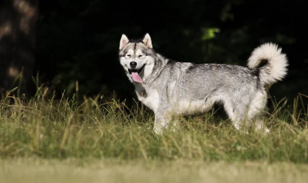 Perro en la hierba de Alaska Malamute raza —  Fotos de Stock