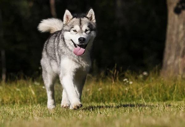 Cão na grama raça Malamute do Alasca — Fotografia de Stock