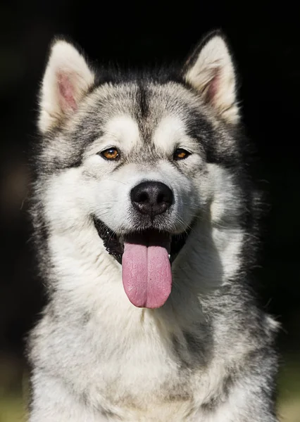 Portrét pes v trávě Alaskan Malamute plemeno — Stock fotografie
