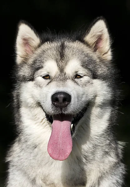 Cão retrato na grama raça Malamute do Alasca — Fotografia de Stock