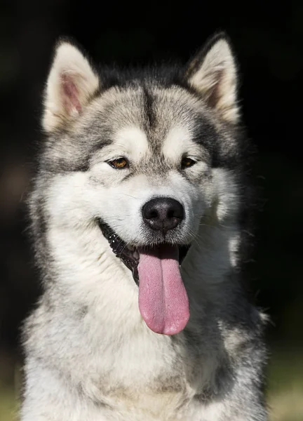 Retrato perro en hierba Alaska Malamute raza — Foto de Stock