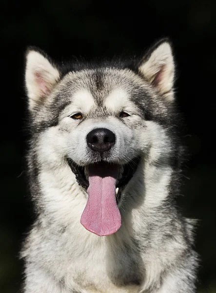 Retrato perro en hierba Alaska Malamute raza — Foto de Stock