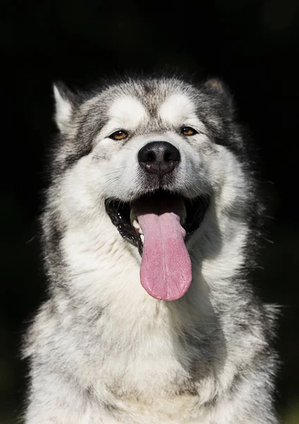 Cão retrato raça Malamute do Alasca — Fotografia de Stock