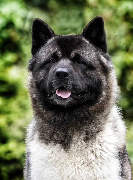 Ritratto di un cane americano Akita su sfondo erba — Foto Stock