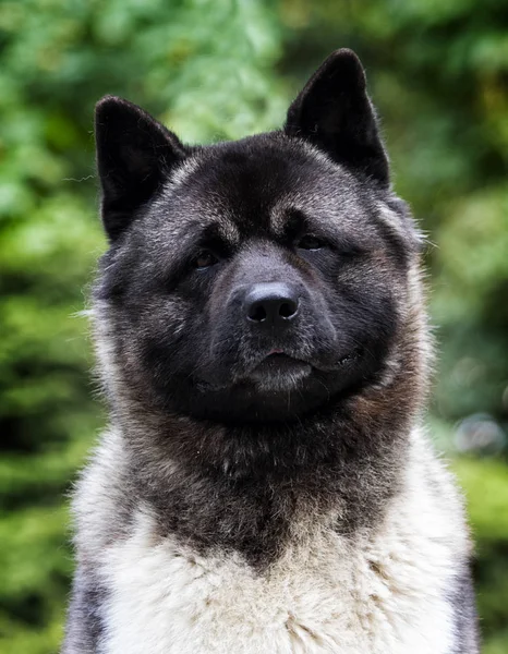 Portrait of an American Akita dog on grass background — Stock Photo, Image