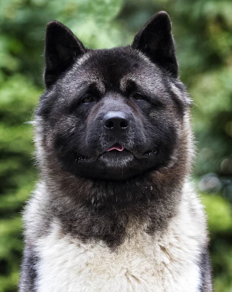 Çim arka plan üzerinde bir Amerikan Akita köpek portresi — Stok fotoğraf