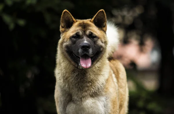 Portré egy amerikai Akita kutya fű háttér — Stock Fotó