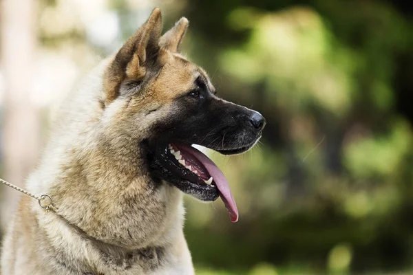 Portret amerykańskiego psa Akita na tle trawy — Zdjęcie stockowe