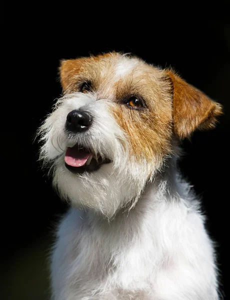 Retrato de Jack Russell Terrier Dog — Fotografia de Stock