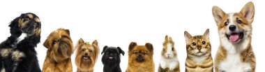 kedi ve köpek ve tavşan birlikte beyaz bir arka plan üzerinde