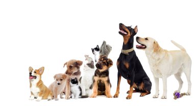 set pet görünüyor
