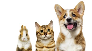 kedi ve köpek ve tavşan birlikte beyaz bir arka plan üzerinde