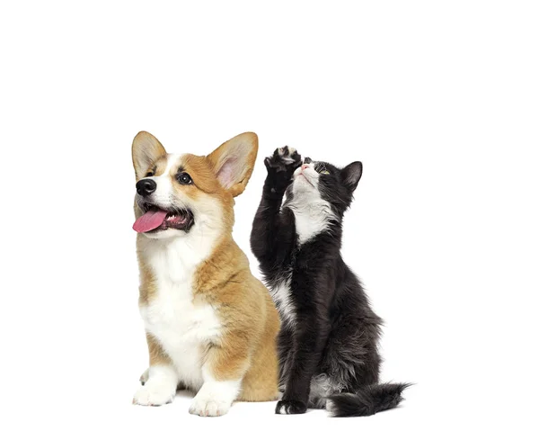 Gato e cão juntos em um fundo branco — Fotografia de Stock