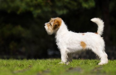 köpek jack russell terrier çim üzerinde yan duran