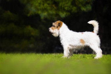 köpek jack russell terrier çim üzerinde yan duran