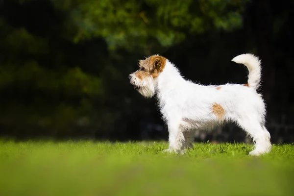 Kutya alsó Russell terrier álló oldalra a fűben — Stock Fotó