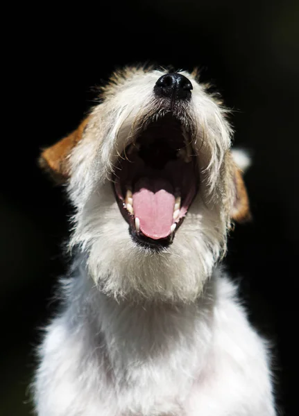 Muselière chien jack russell terrier bâillements — Photo
