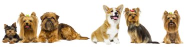 beyaz bir backgroun üzerinde köpek ırkı Yorkshire terrier ve galler corgi