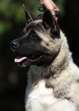 bir köpek Amerikan Akita portresi