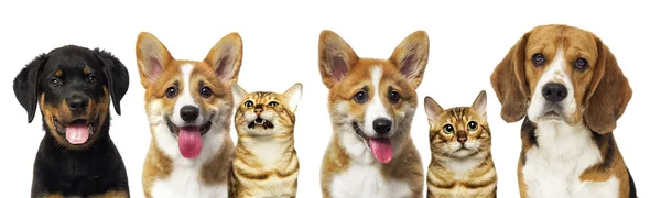 Smile puppy and kitten face together — Stock Photo, Image