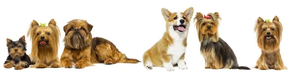 Hund rasen Yorkshire Terrier och walesiska Corgi på en vit bakgrunds — Stockfoto