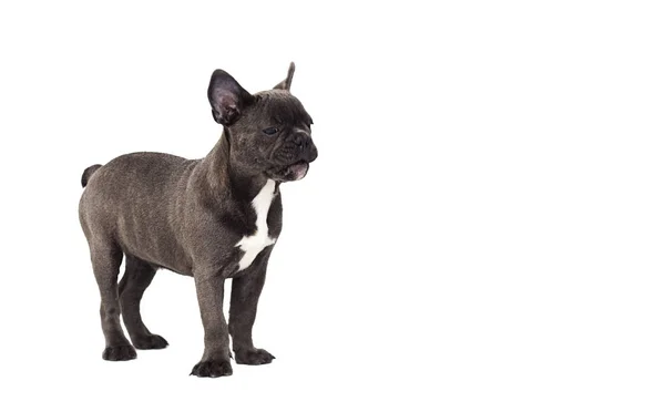 Perrito divertido bulldog francés de pie —  Fotos de Stock