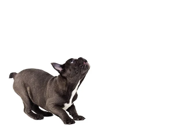 Cachorro francés bulldog buscando un pide —  Fotos de Stock