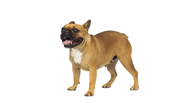 Hond Franse Bulldog RAS staande — Stockfoto