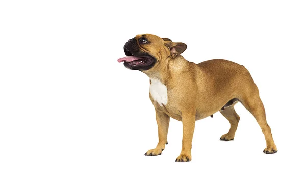 Volwassen rode hond Franse Bulldog RAS staande op een witte backgroun — Stockfoto
