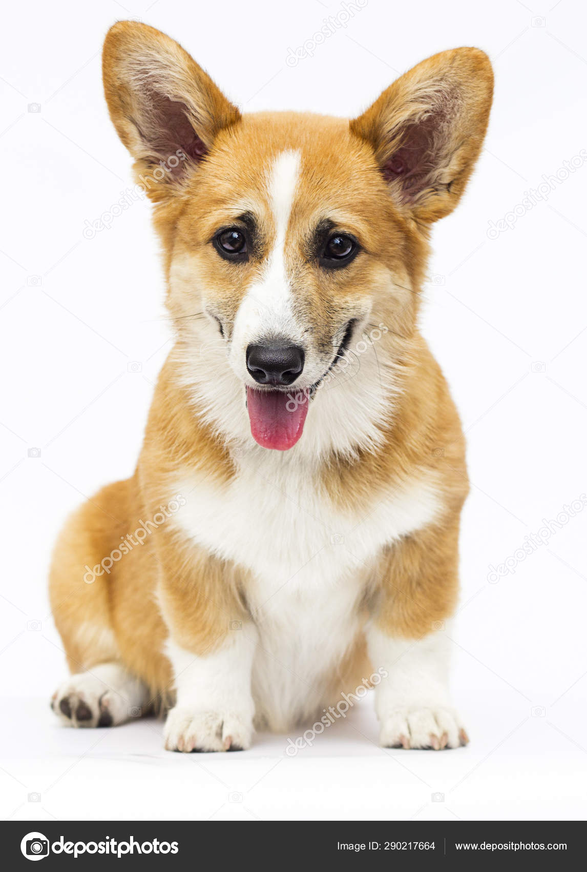 Red corgi puppy sitting in growth on a white backgrou Stock Photo by ©gurinaleksandr 290217664
