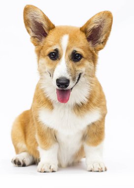 kırmızı galler corgi köpek yavrusu beyaz bir backgrou üzerinde tam büyüme oturan