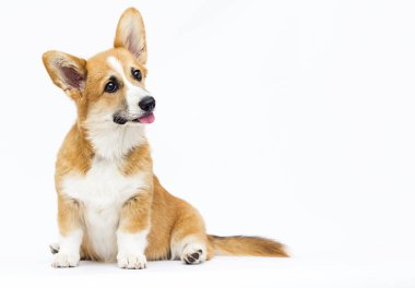 galce corgi köpek yavrusu tam büyüme oturuyor