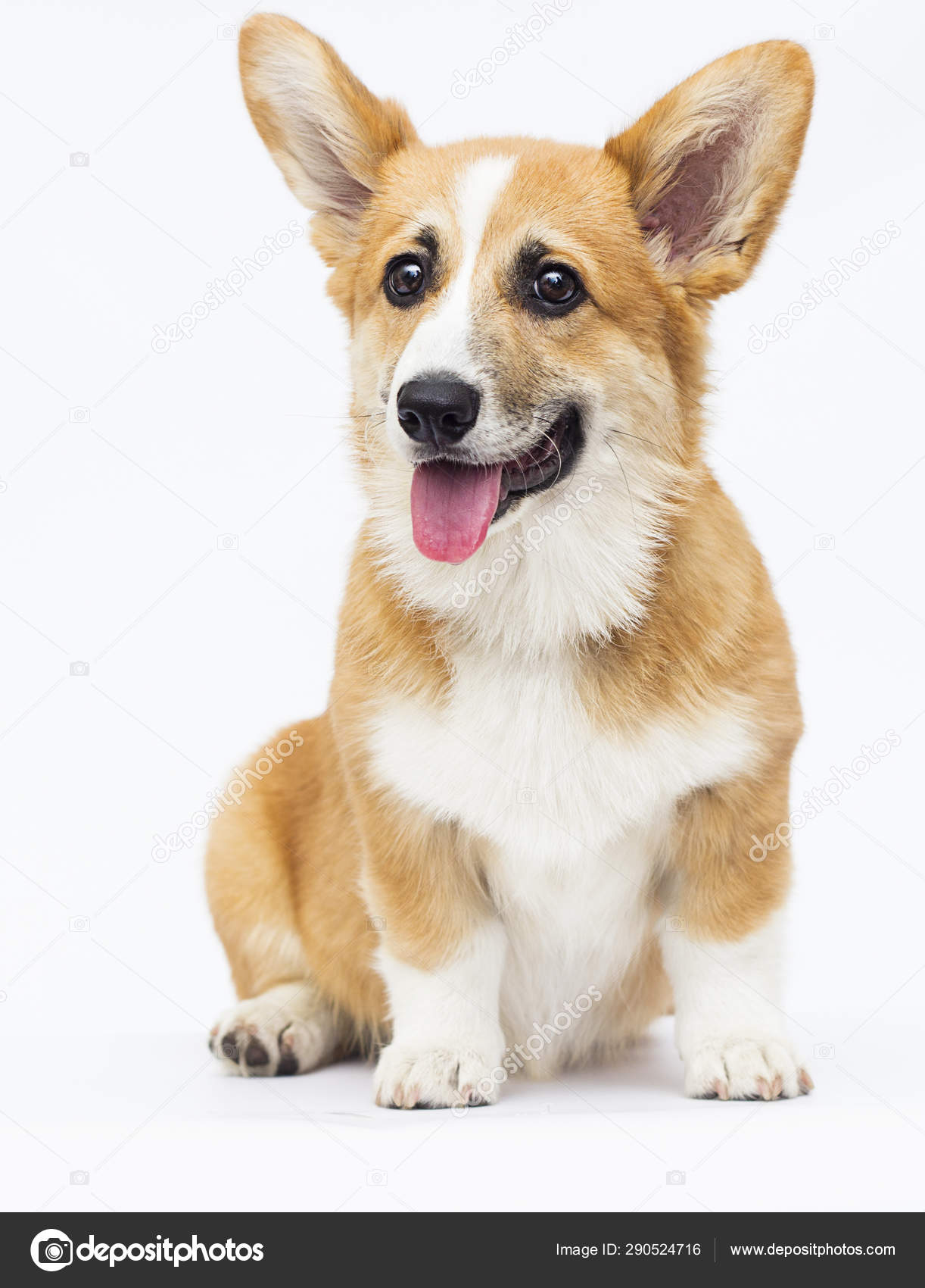 Red welsh corgi puppy sitting in full growth on a white backgrou Stock  Photo by ©gurinaleksandr 290524716