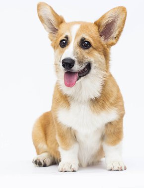 kırmızı galler corgi köpek yavrusu beyaz bir backgrou üzerinde tam büyüme oturan
