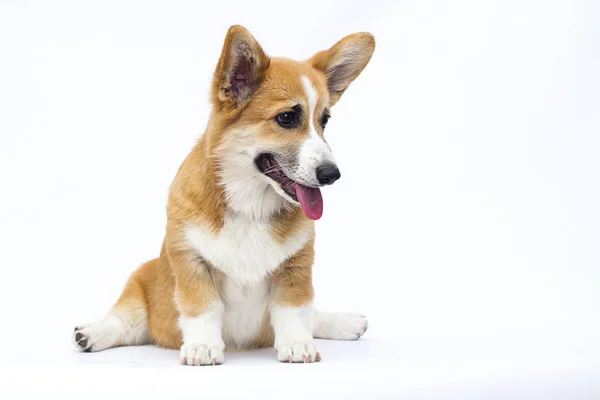 Catelus face yoga, corgi galezi — Fotografie, imagine de stoc