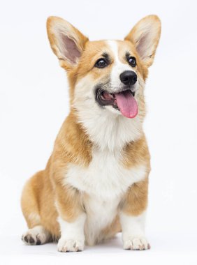 kırmızı galce corgi köpek yavrusu; oturmak; tam büyüme; hayvan; köpek yavrusu; Whit