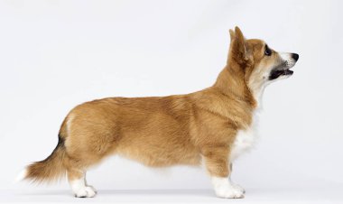 galler corgi köpek yavrusu tam büyüme yan duruyor