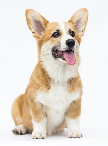 Cachorrinho de corgi galês vermelho; sentado; crescimento completo; animal; cachorro; whit — Fotografia de Stock