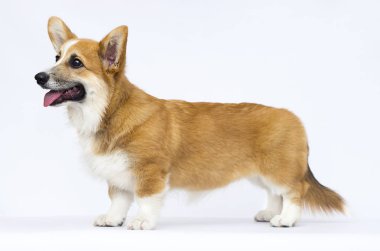 galler corgi köpek yavrusu tam büyüme yan duruyor