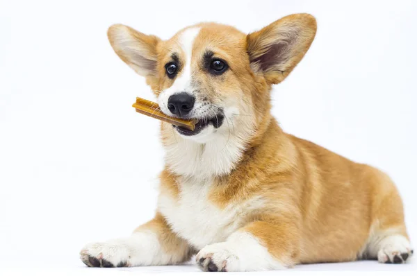 Küçük köpek dişleri kemik tutar, galce corgi pembroke cins — Stok fotoğraf